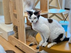 -有喵·猫咖·狗咖·30几只猫10只小狗(岗厦店)