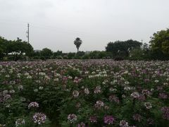 -广东花都香草世界旅游度假区