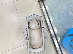 -宠福鑫康馨动物医院·骨科·眼科