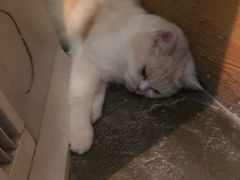 -猫猫幼稚园·撸猫·桌游·电玩