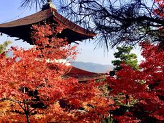-常寂光寺