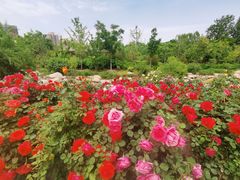 -莲花池公园