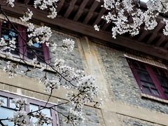 -武汉大学-樱园