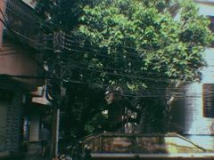 -小洲村