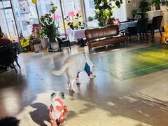 -百好乐宠物友好餐厅(朝外大街店)