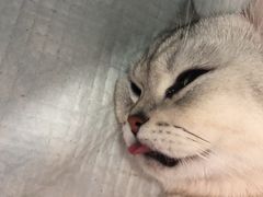 -灵美宠物诊所