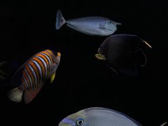 -海合安成都极地海洋公园