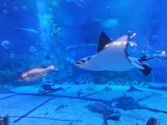 -烟台海昌鲸鲨海洋公园