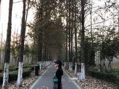 -合肥滨湖国家森林公园