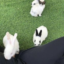 -萌宠亲子动物乐园(槐房万达店)