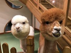 -藦茜花园宠物主题亲子互动体验馆(国顺东路店)