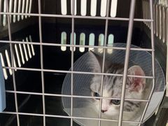 -北京观赏动物医院·24小时大型综合·猫专科·异宠专科