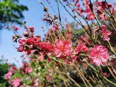 -桃花涧