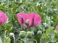 -国家植物园南园