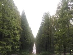 -黄海国家森林公园