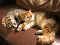 -猫的天空之城概念书店(杭州南宋御街店)