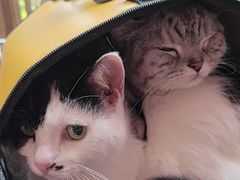 -创凡宠物医院·骨专科  猫科中心(西乡分院)