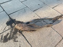 -飞来湖湿地公园