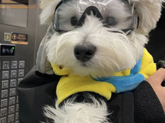 -萌宠之家·腊肠犬·马尔泰·小体犬舍