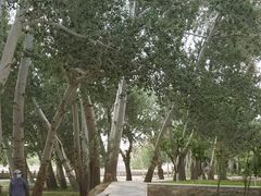 -敦煌莫高窟