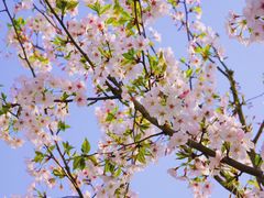 -上海共青森林公园