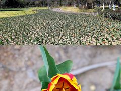-院士公园