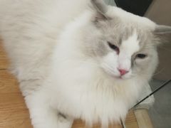 -猫冇咖·家门口的撸猫馆(大融城店)