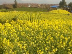 桑洲油菜花-桑洲油菜花景区