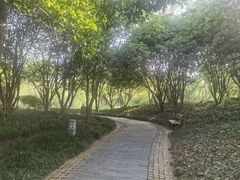 -青枫公园