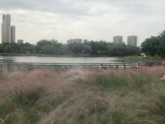 -映月湖公园