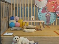 -柴迷FANS CLUB·柴犬狗咖·猫咖