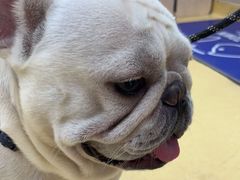 -芭比堂动物医院·犬猫全科·异宠专科(雁塔分院)