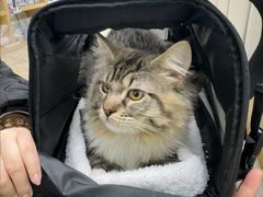 -美联众合动物医院·24h转诊中心