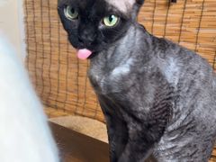 -楼上猫咖(罗湖店)