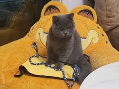 -瑞派长江宠物医院·猫科·外科·24小时夜护(谊城公寓分院)