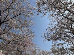 -顾村公园