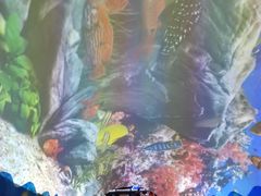 -成都浩海立方海洋公园