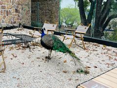 -J Create城市露营咖啡·简餐·宠物(上海动物园店)