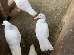 -田园东方蜜桃村的田野营地