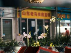 -万商花鸟市场
