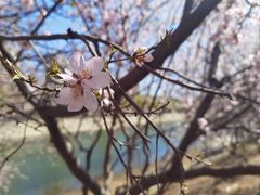 -桃花堤公园