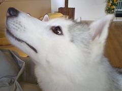 -Husky Go! 哈士奇体验馆·宠物咖啡厅狗咖