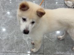 -艾贝尔宠物医院·宠保定点·超声绝育·免疫点(樱花路店)