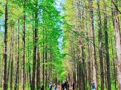 -渡海小渔村.老辈日照菜