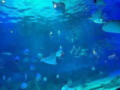 -烟台海昌鲸鲨海洋公园