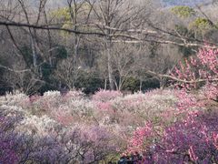 -梅花山(明孝陵内)