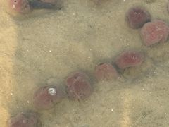 -北海金海湾红树林生态旅游区