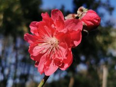 -桃花涧