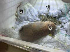 -瑞派名望24h动物医院异宠专科·猫专科·骨科·重症监护分院