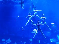 -烟台海昌鲸鲨海洋公园